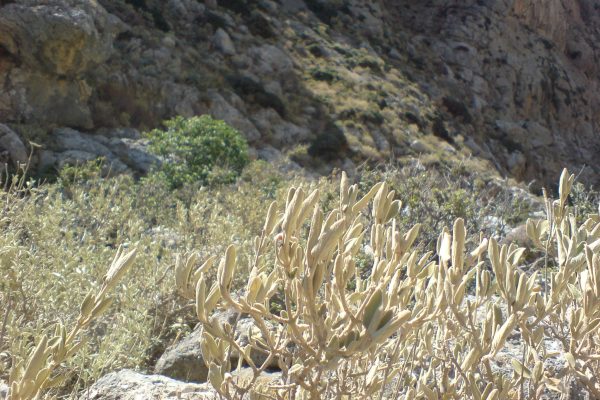 Kourtaliotiko gorge, Rethymno