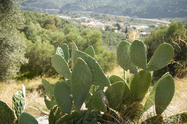 Lasithi plateau