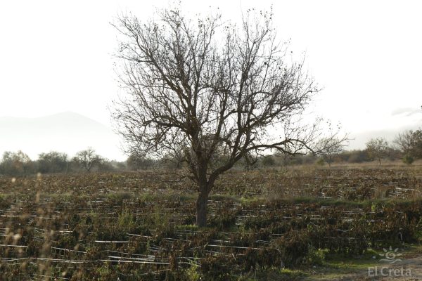 Lasithi plateau