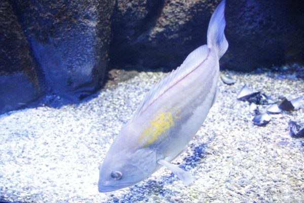 Creta Aquarium, Heraklion