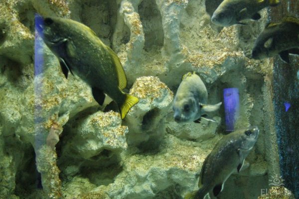 Creta Aquarium, Heraklion