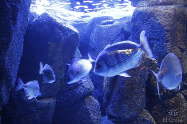 Creta Aquarium, Heraklion