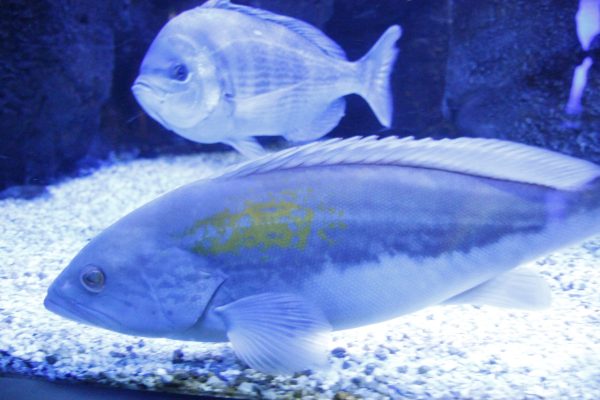 Creta Aquarium, Heraklion