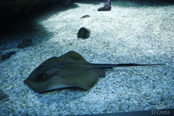 Creta Aquarium, Heraklion