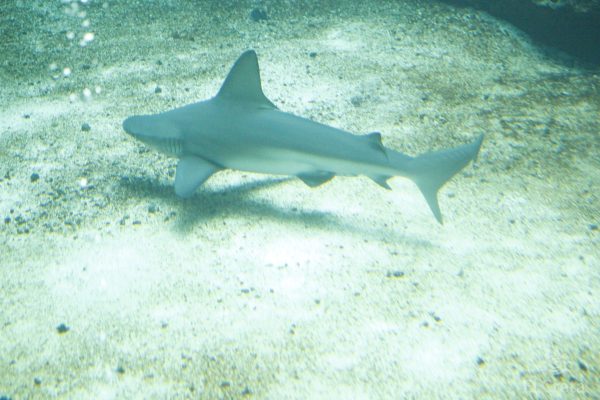 Creta Aquarium, Heraklion