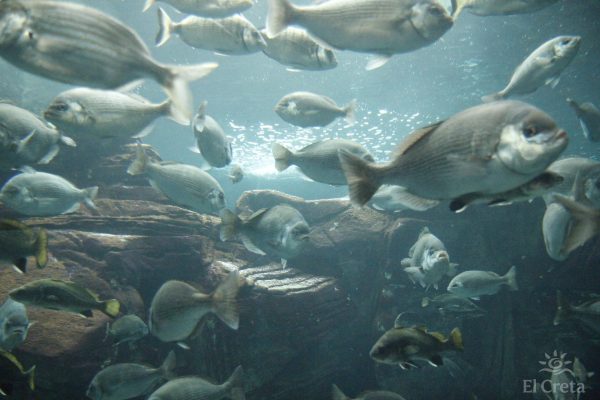 Creta Aquarium, Heraklion