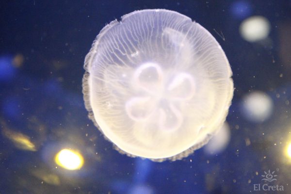 Creta Aquarium, Heraklion