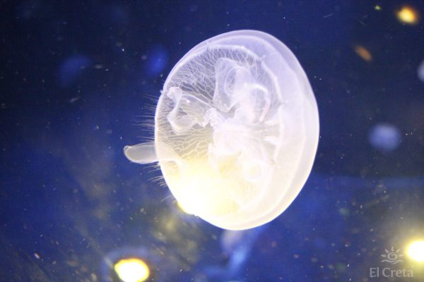 Creta Aquarium, Heraklion