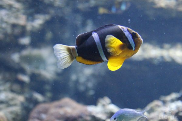 Creta Aquarium, Heraklion