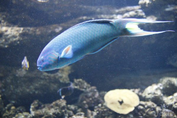 Creta Aquarium, Heraklion