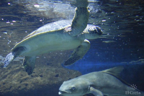 Creta Aquarium, Heraklion