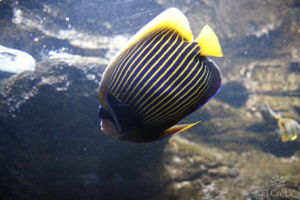 Creta Aquarium, Heraklion