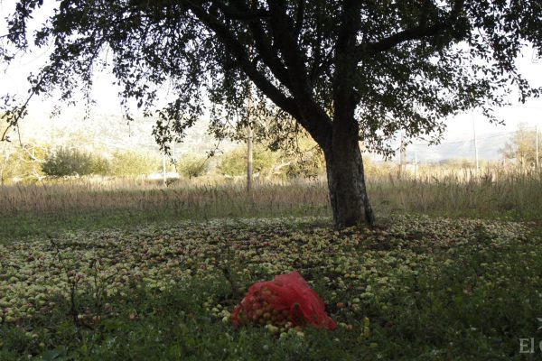 Lasithi plateau